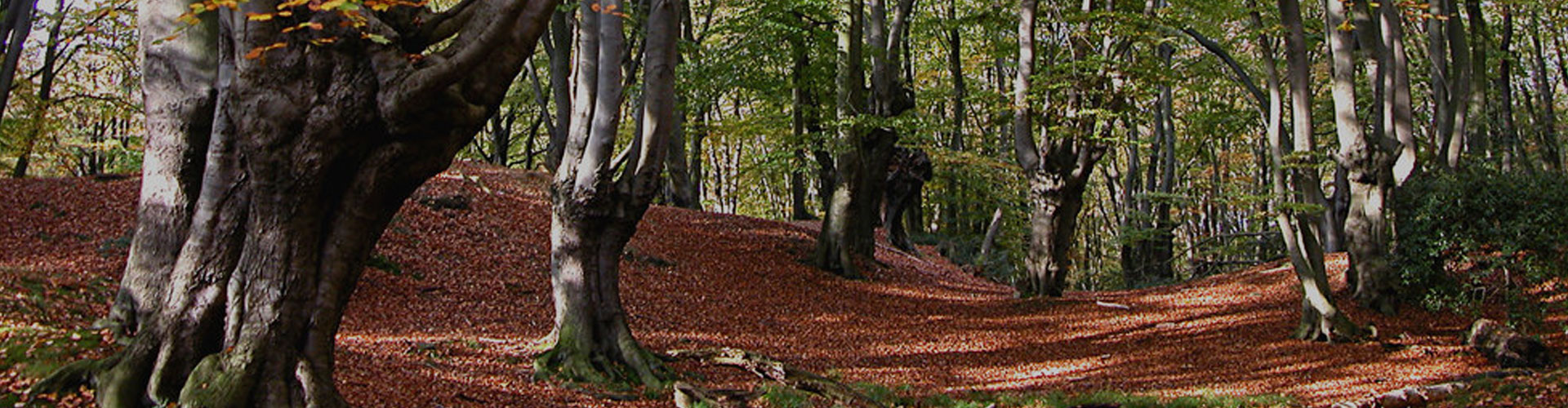 Living in High Beech Estate Agent High Beach william rose