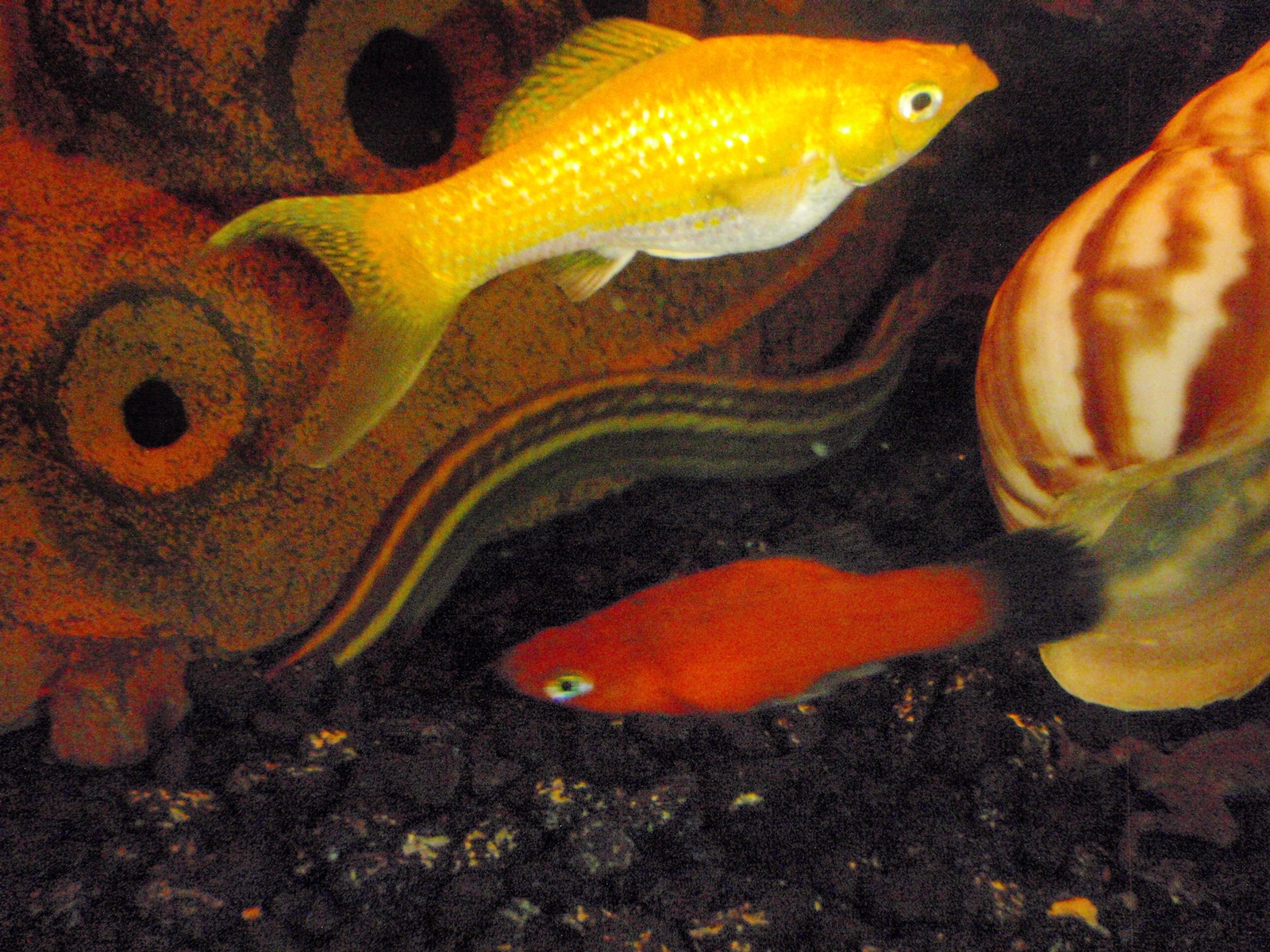 "Creamsicle" Lyretail Molly (Poecilia latipinna) William Broadhead