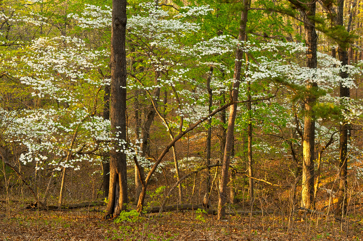 Halos ©2007 William Dark; Madison County Wildlife Management Area