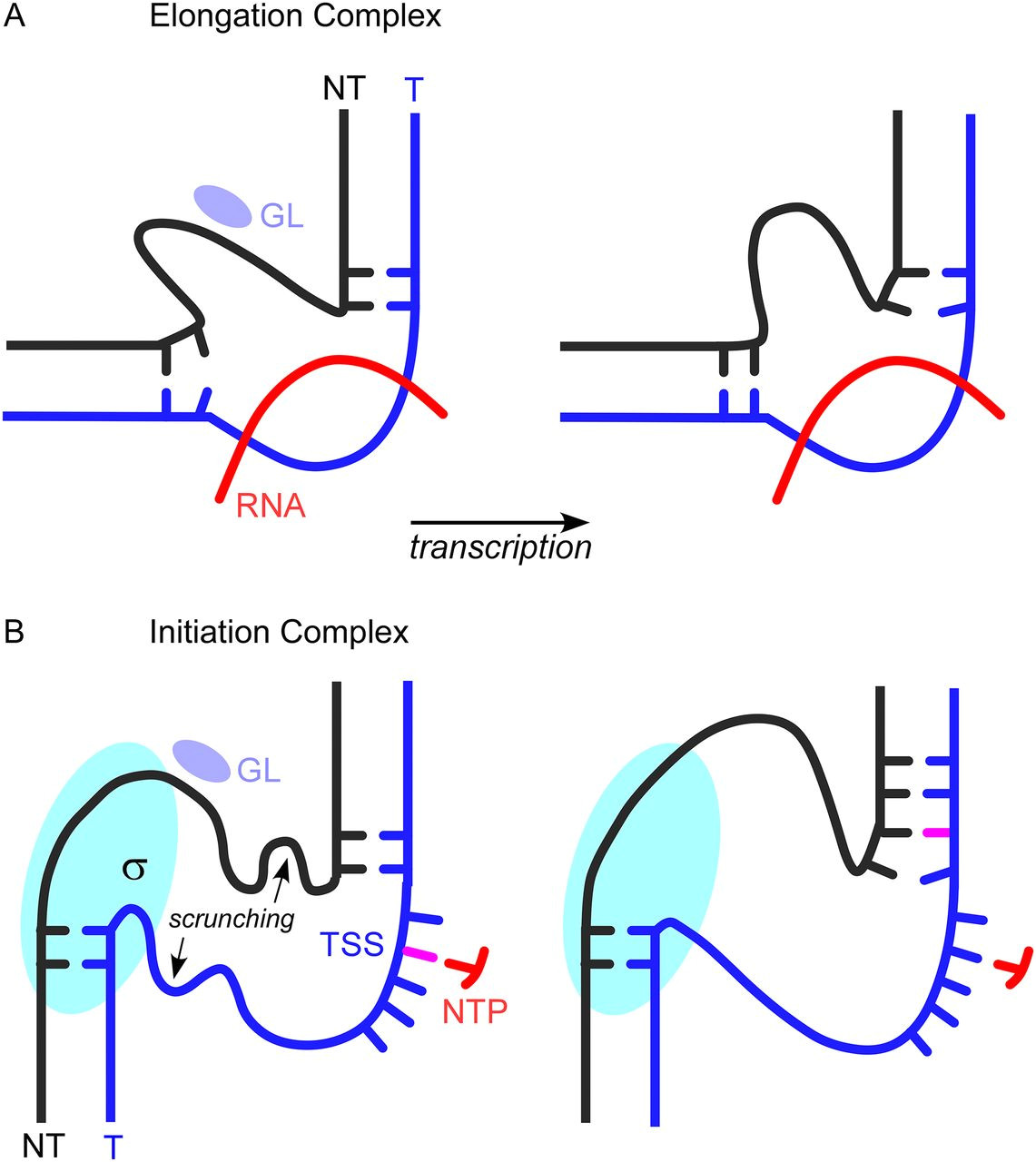 When An Rna Strand forms Using Dna as A Template williamsonga.us