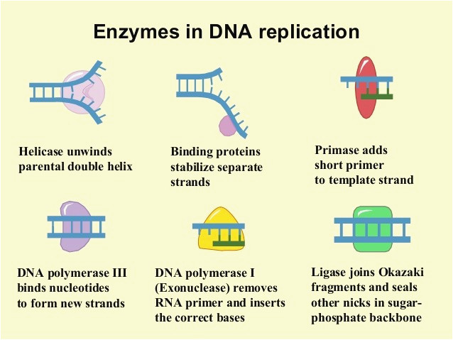 When An Rna Strand forms Using Dna as A Template williamsonga.us