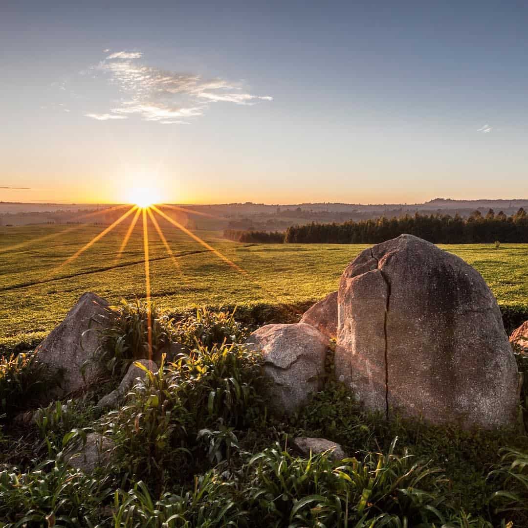 Nurturing a Way of Life Williamson Tea