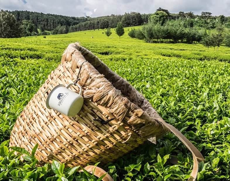 The Williamson Tea Journey From BushToCup Williamson Tea