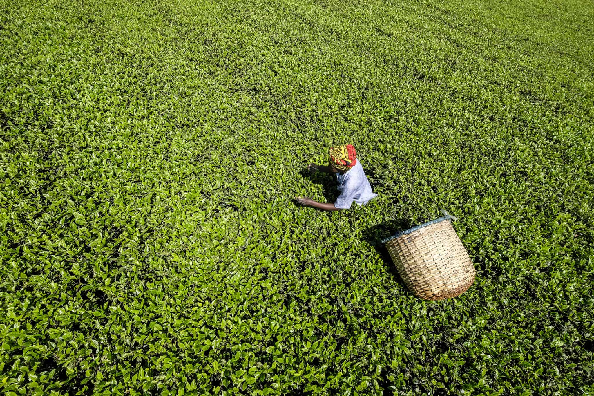 Plucking Tea, An Art Form Williamson Tea