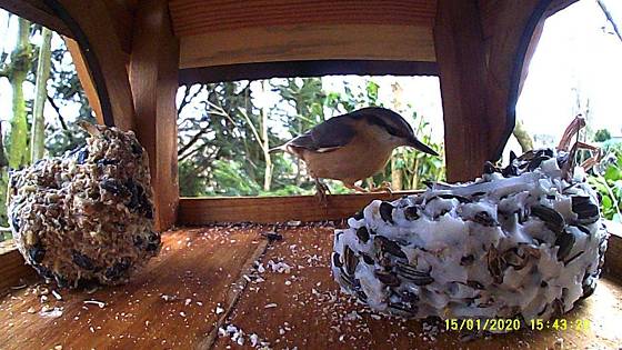 Futterhaus mit Kamera Besuch aus der Vogelwelt Williz Wildes Wuseln