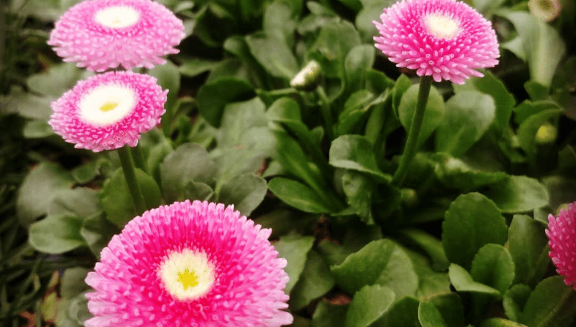 Creekside Greenhouses Pennock, Minnesota Willmar Lakes Area