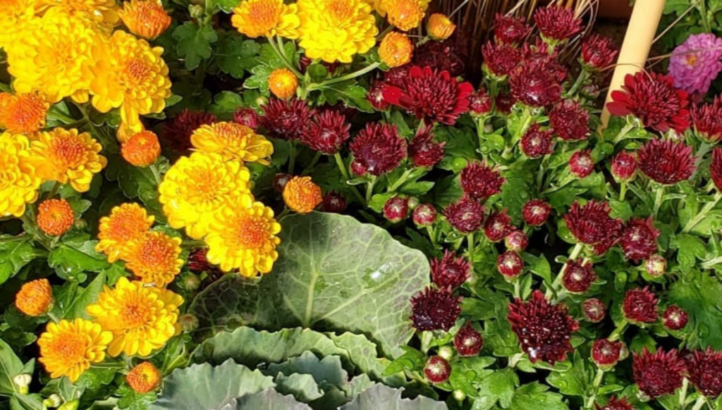 Creekside Greenhouses Pennock, Minnesota Willmar Lakes Area
