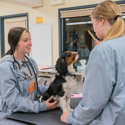 Career Exploration Veterinary Technology Virtual Information Session