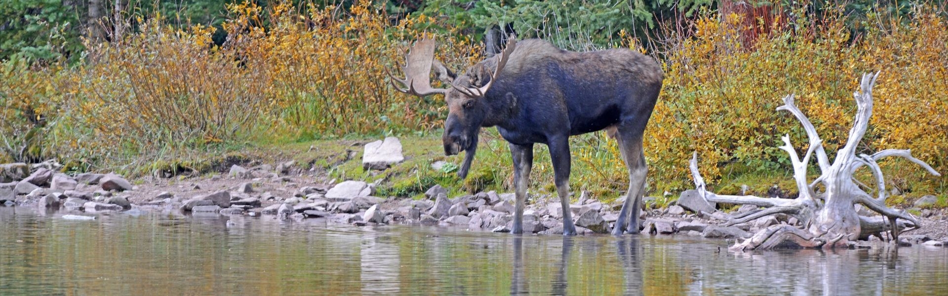 Willow Air Testimonials