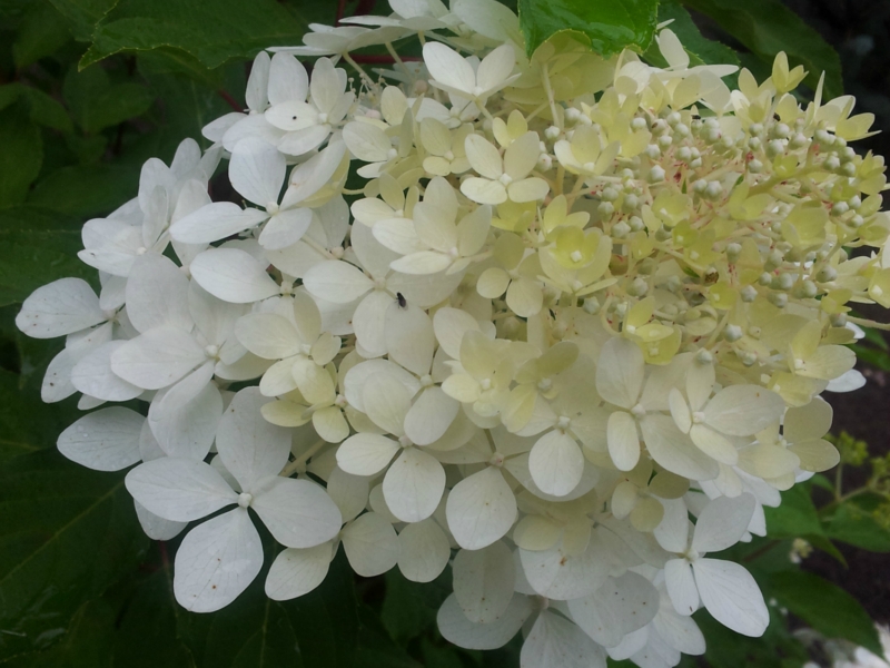 How Fast Do Phantom Hydrangeas Grow at Shirley Gutierrez blog