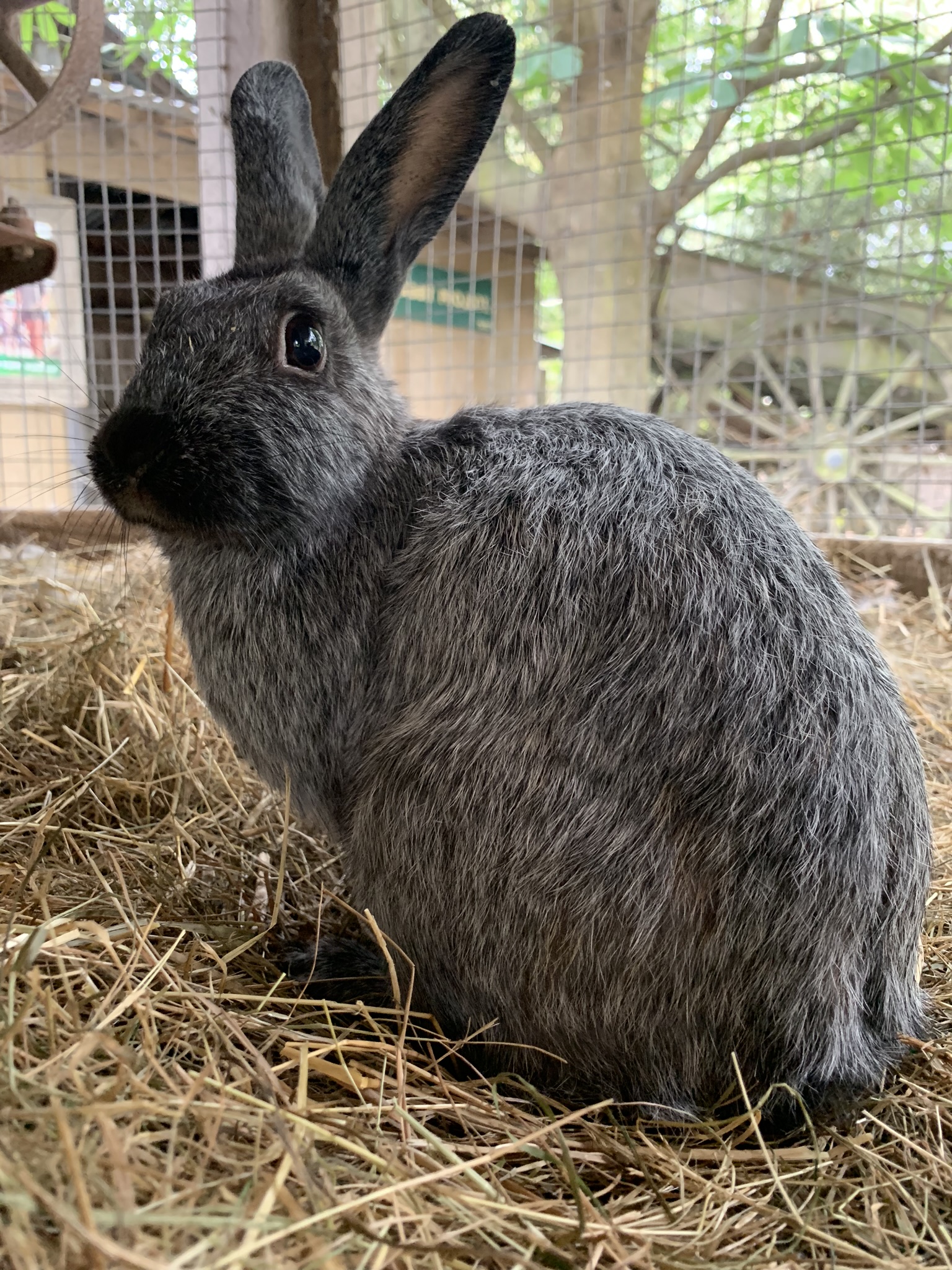 Our Animals Willowbank is divided into three different