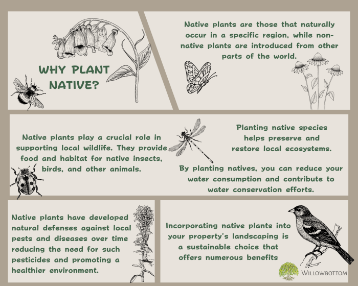 The Benefits of Planting Native Plants on Your Property • Willowbottom