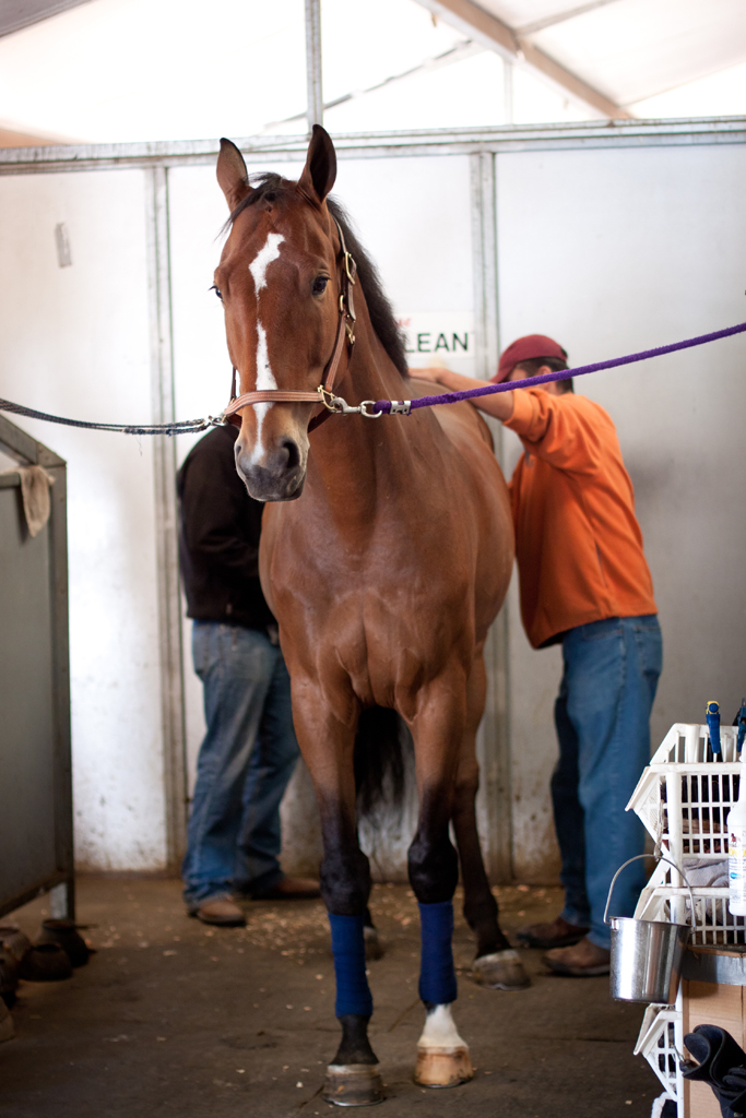 Willowbrook Stables Petaluma, CA