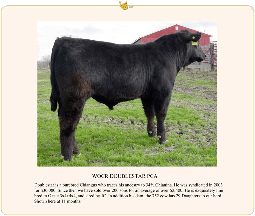 Willow Oak Ranch Bulls