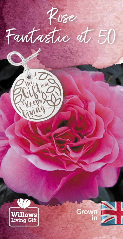 Rose Bush ‘Fantastic at 50’ Birthday Gift Willows living gifts