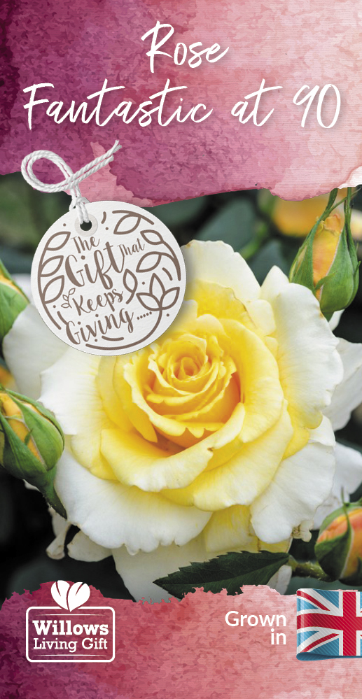 Rose Bush 'Fantastic at 90' Birthday Gift Willows living gifts