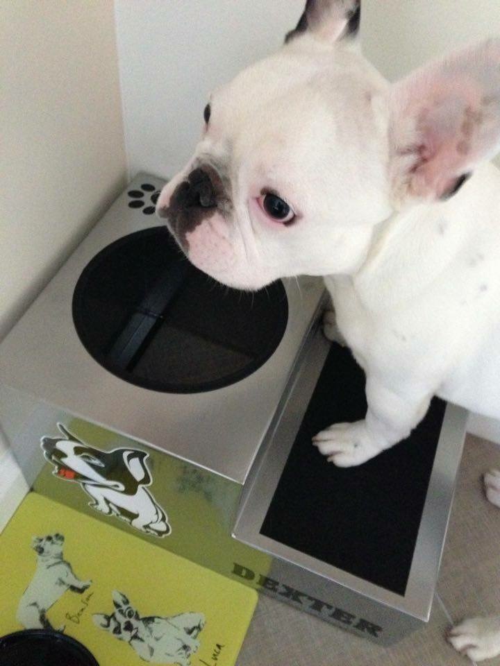 Willowstep Brachycephalic Dog Feeder Willowstep