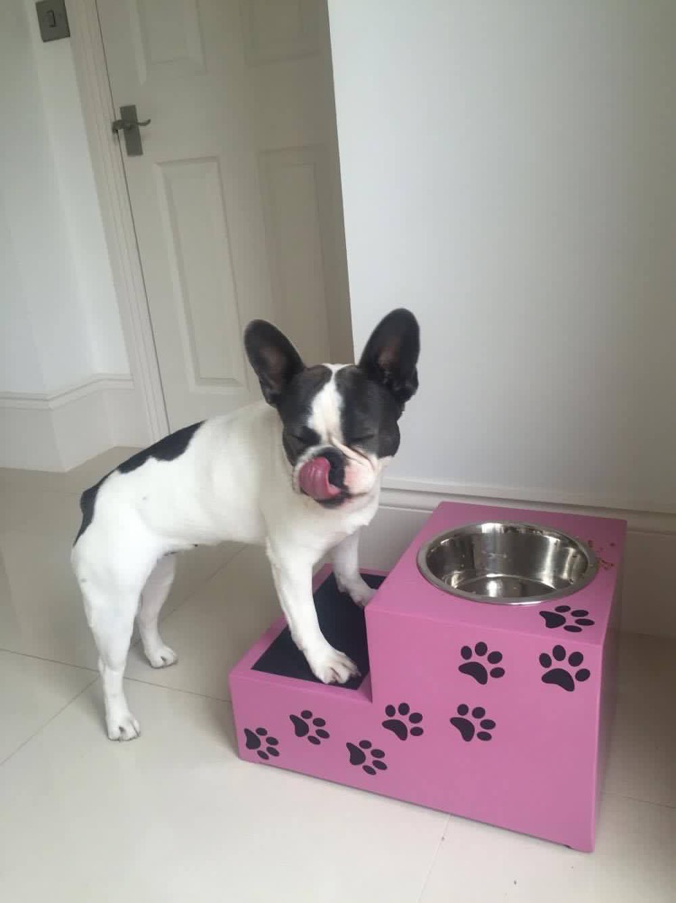 Willowstep Brachycephalic Dog Feeder Willowstep