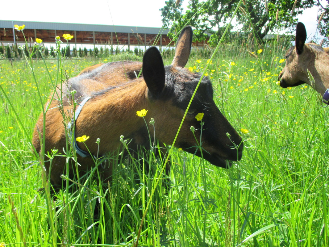 Goats Willowtree Bread