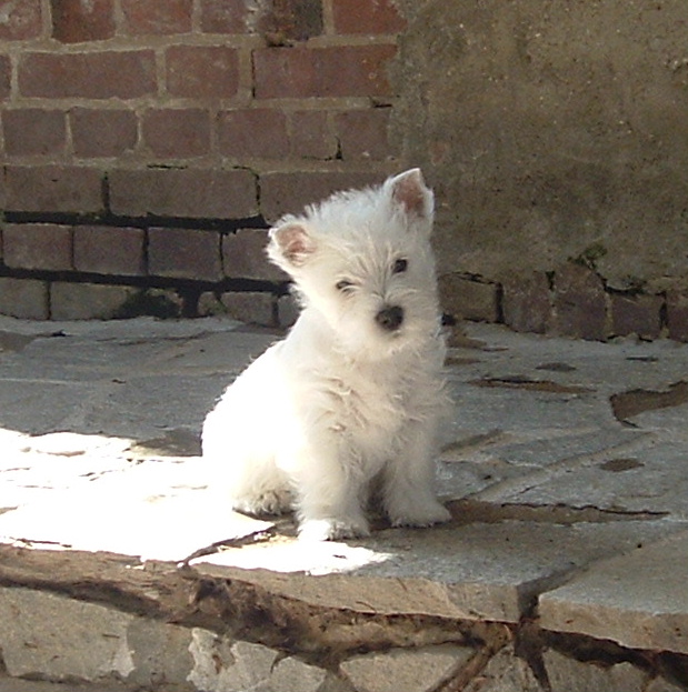 Nos chiots Westie, élevage chien de race France, naissance