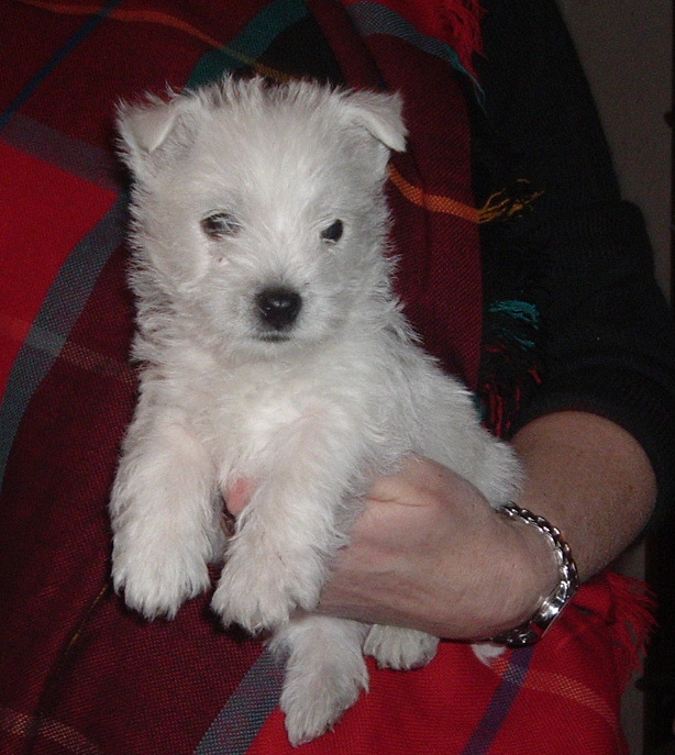 Elevage Westie France, chiens West highland white terrier