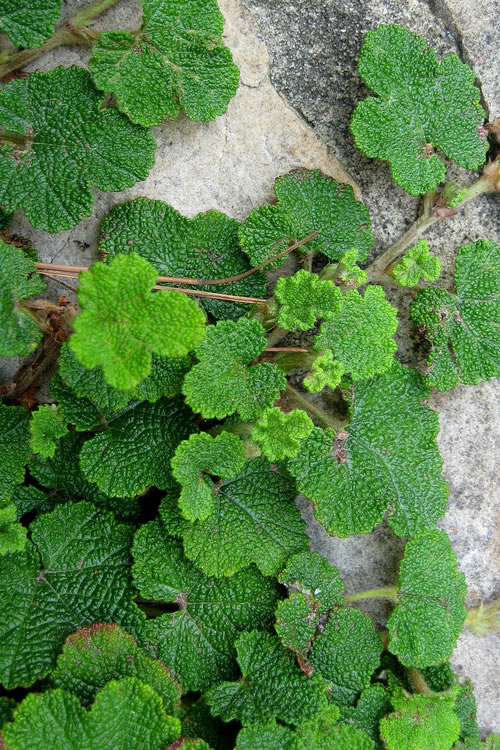 Buy Creeping Rasberry Rubus FREE SHIPPING Wilson Bros Gardens 1
