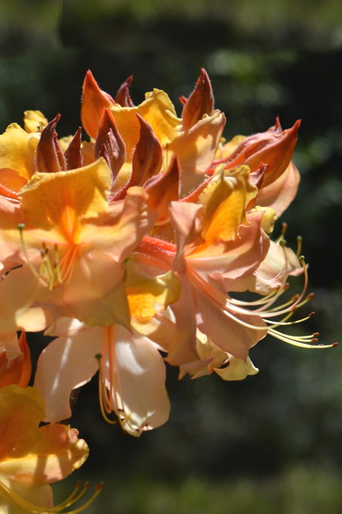 Buy Dancing Rabbit Aromi Azalea FREE SHIPPING Wilson Bros Gardens