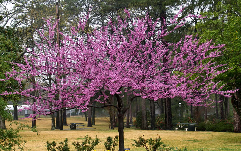 Buy The Rising Sun Redbud Tree For Sale Online From Wilson Bros Gardens