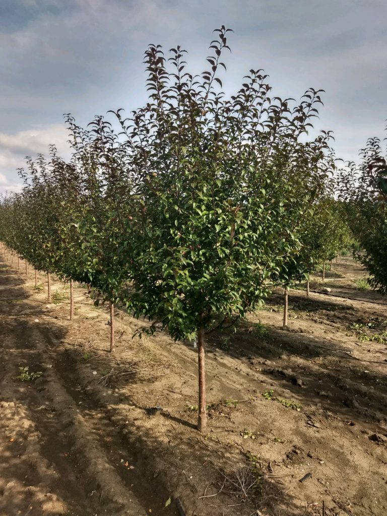Show Time™ Crabapple Wilson Nurseries