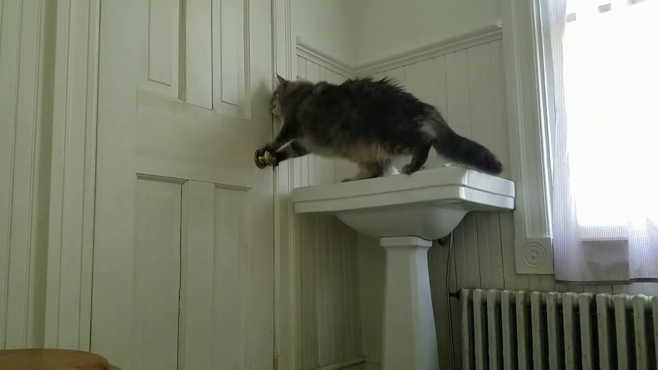 Cat learns to open doors, nothing is safe anymore