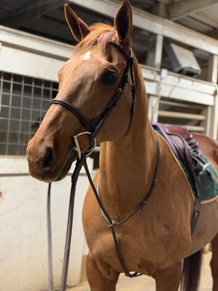 Lesson Horses Windermere Equestrian Center