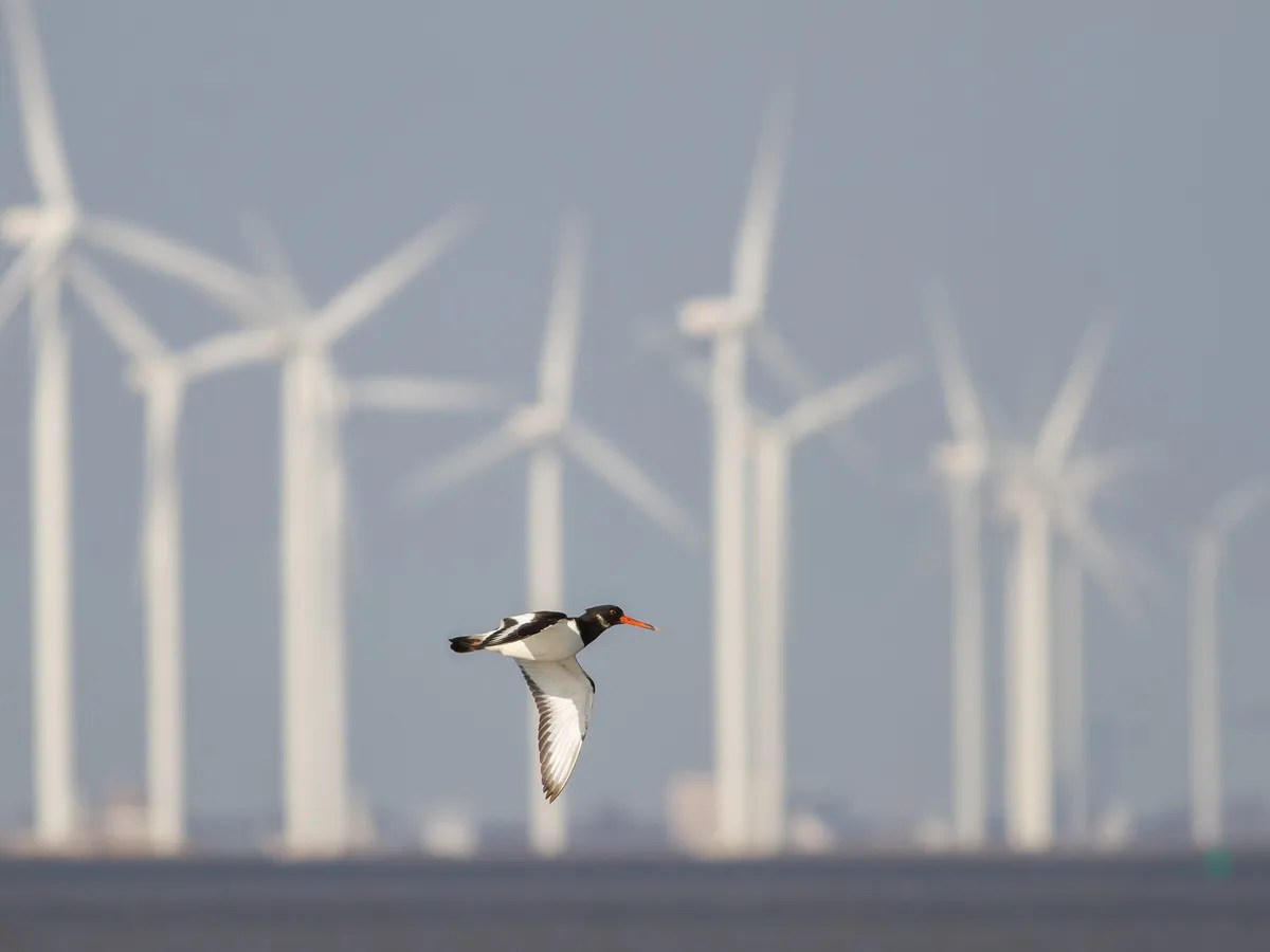 How many birds are killed by wind turbines Wind for Future