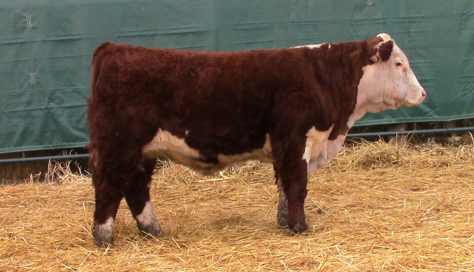 Herd Sires, Bulls, Females For Sale Windhorst Polled Herefords