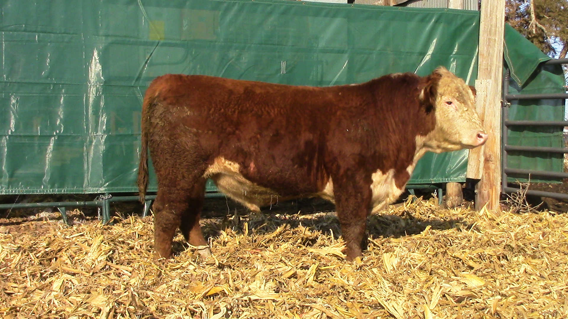 Sales Windhorst Polled Herefords