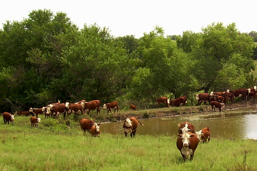 About Us Windhorst Polled Herefords