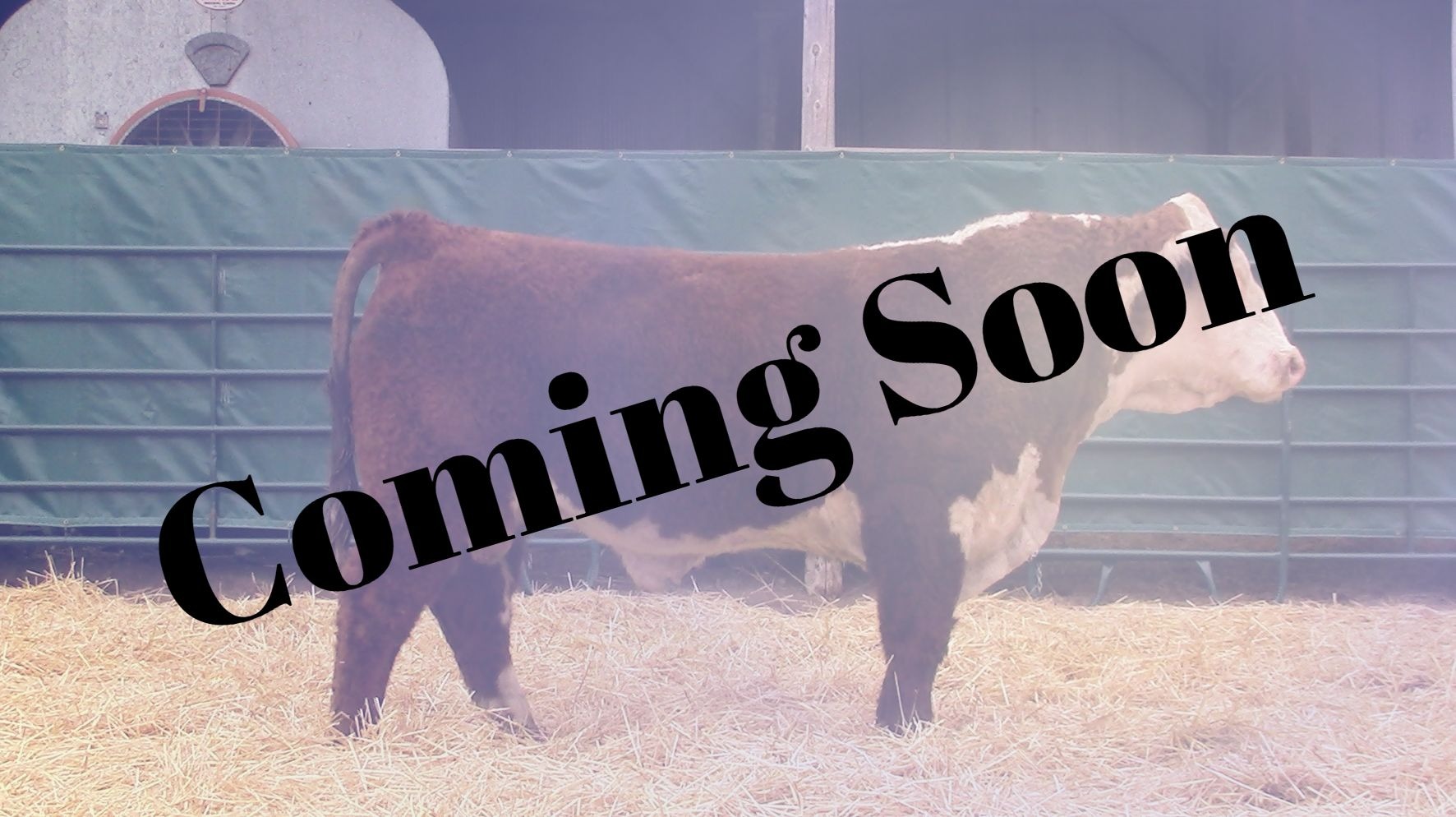 Sales Windhorst Polled Herefords