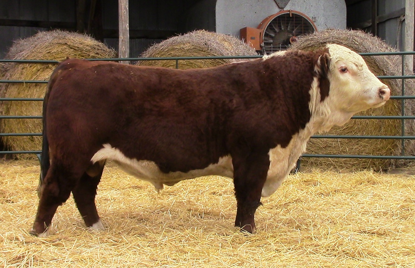 Herd Sires Windhorst Polled Herefords