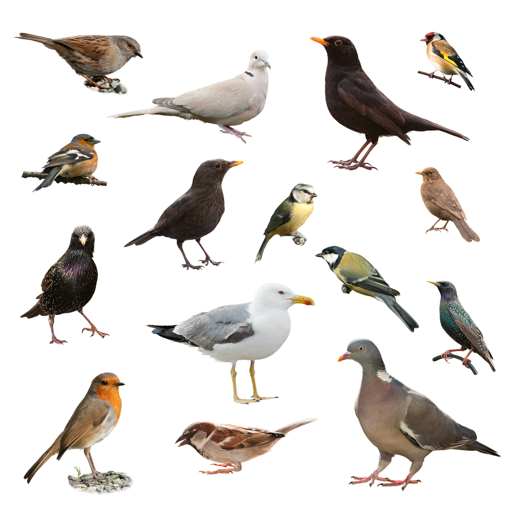Feeders for wild birds