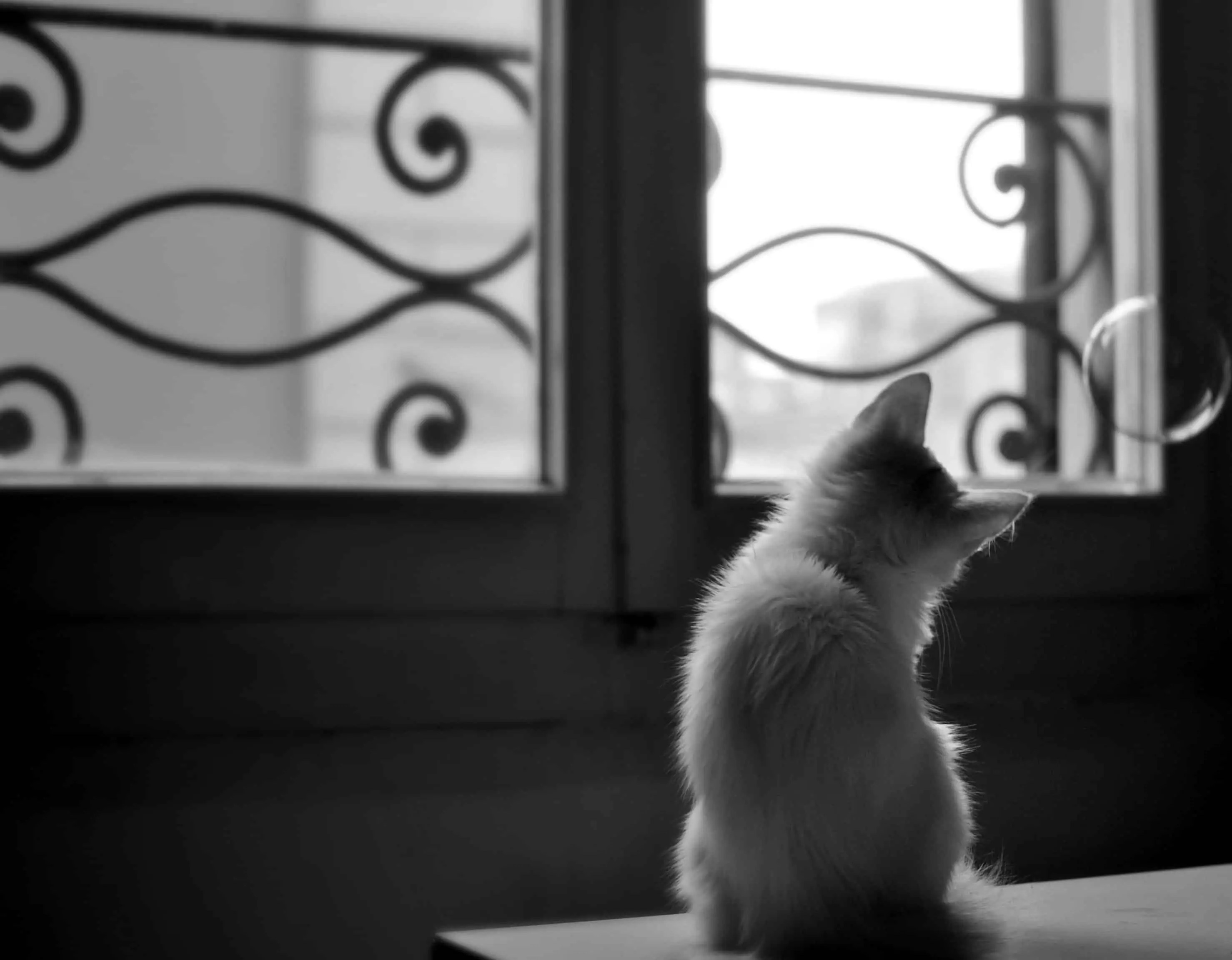 7 Mistakes To Avoid When Installing Window Grills For Cats Window