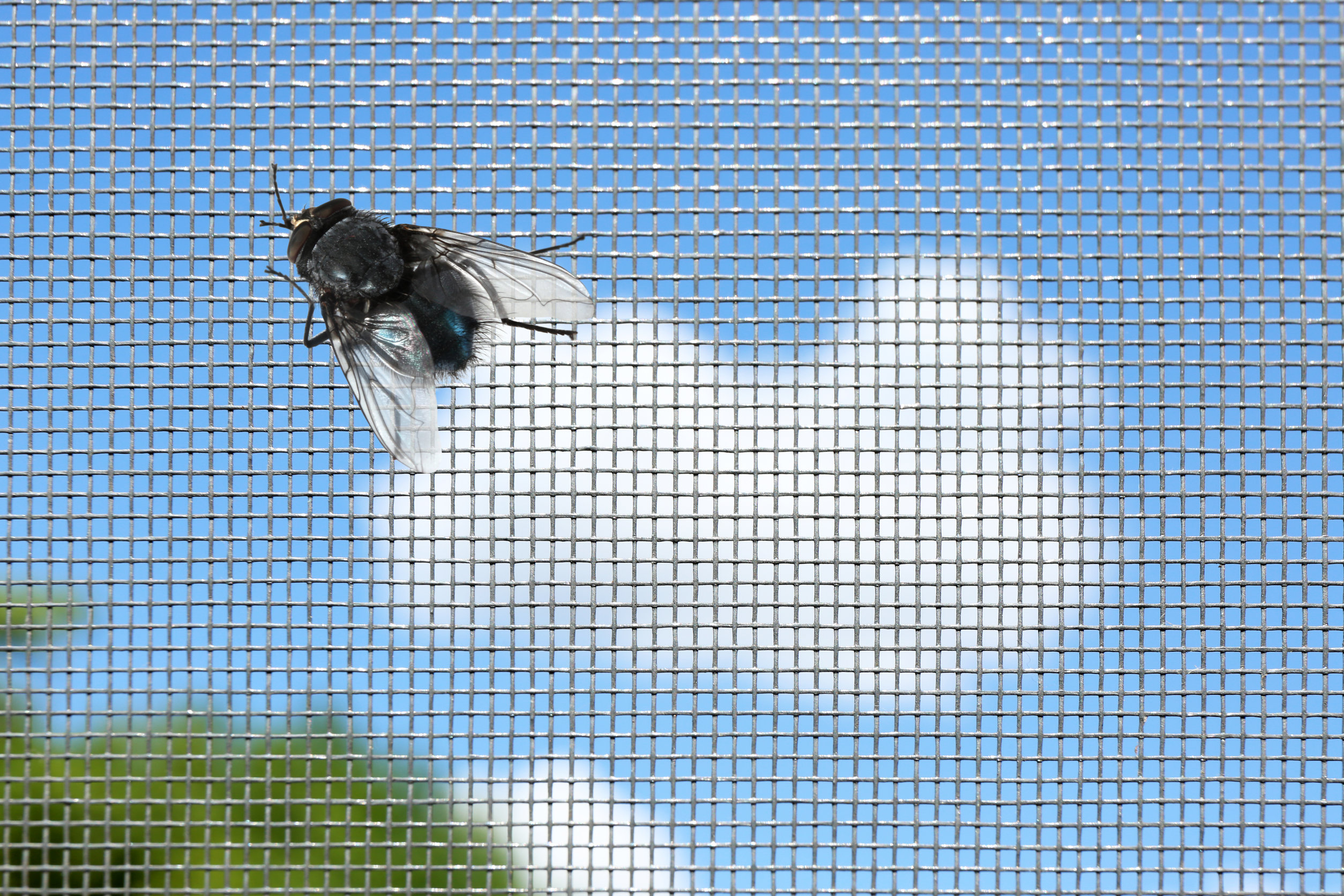 4 Ways to Keep Bugs Out This Summer Window World TX