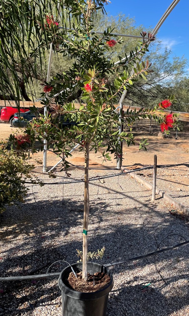 Tucson Drought Tolerant Shade Trees Nursery