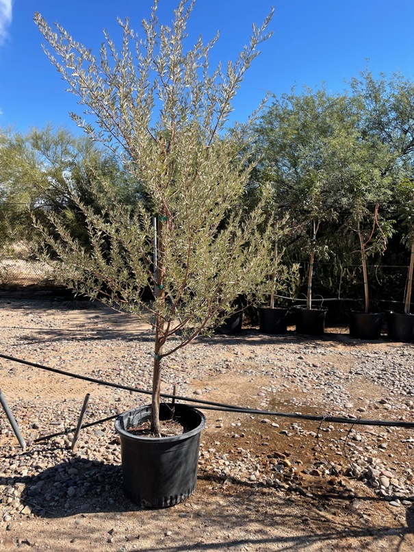 Tucson Drought Tolerant Shade Trees Nursery