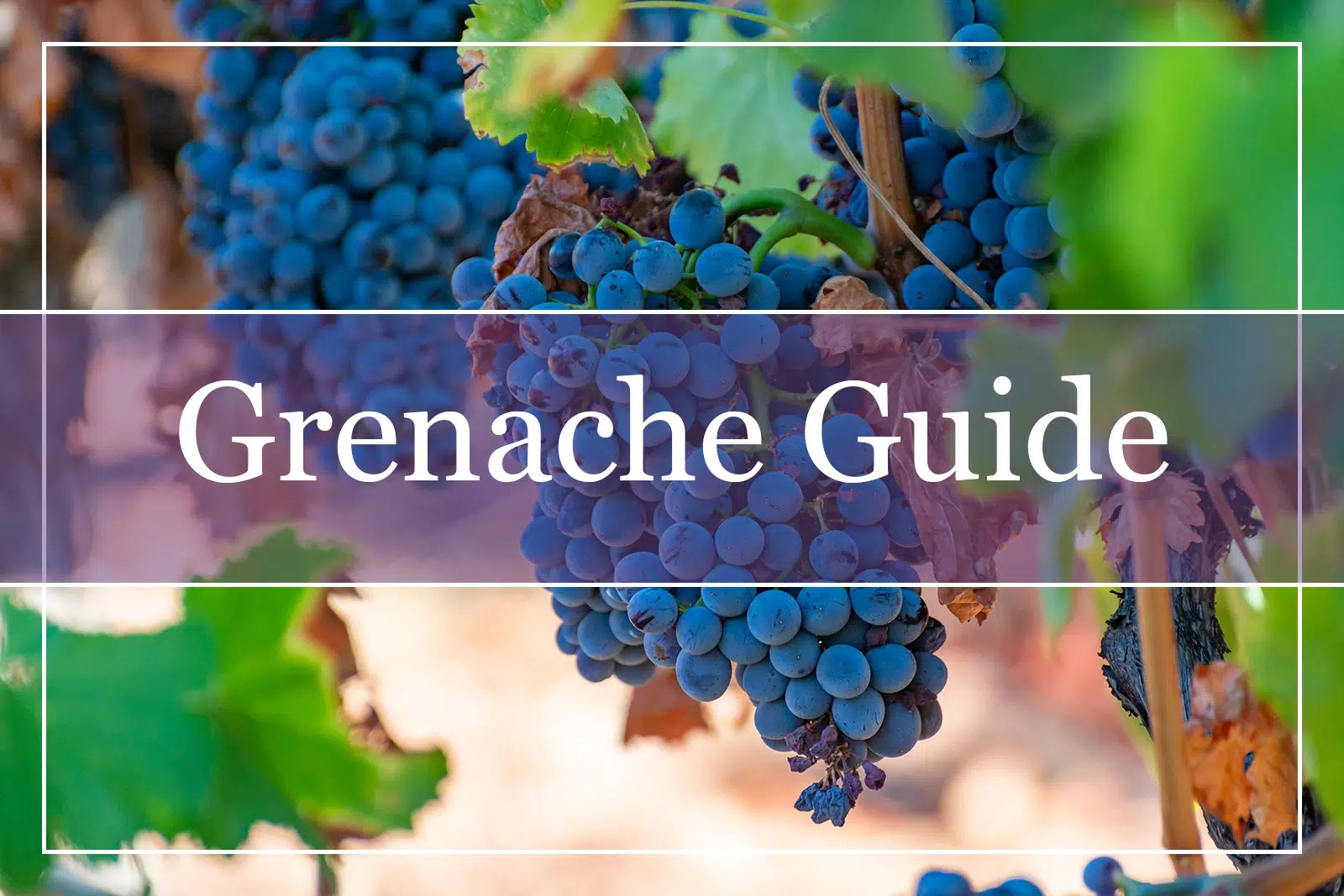 Your Essential Grenache Wine Guide to WinePros!