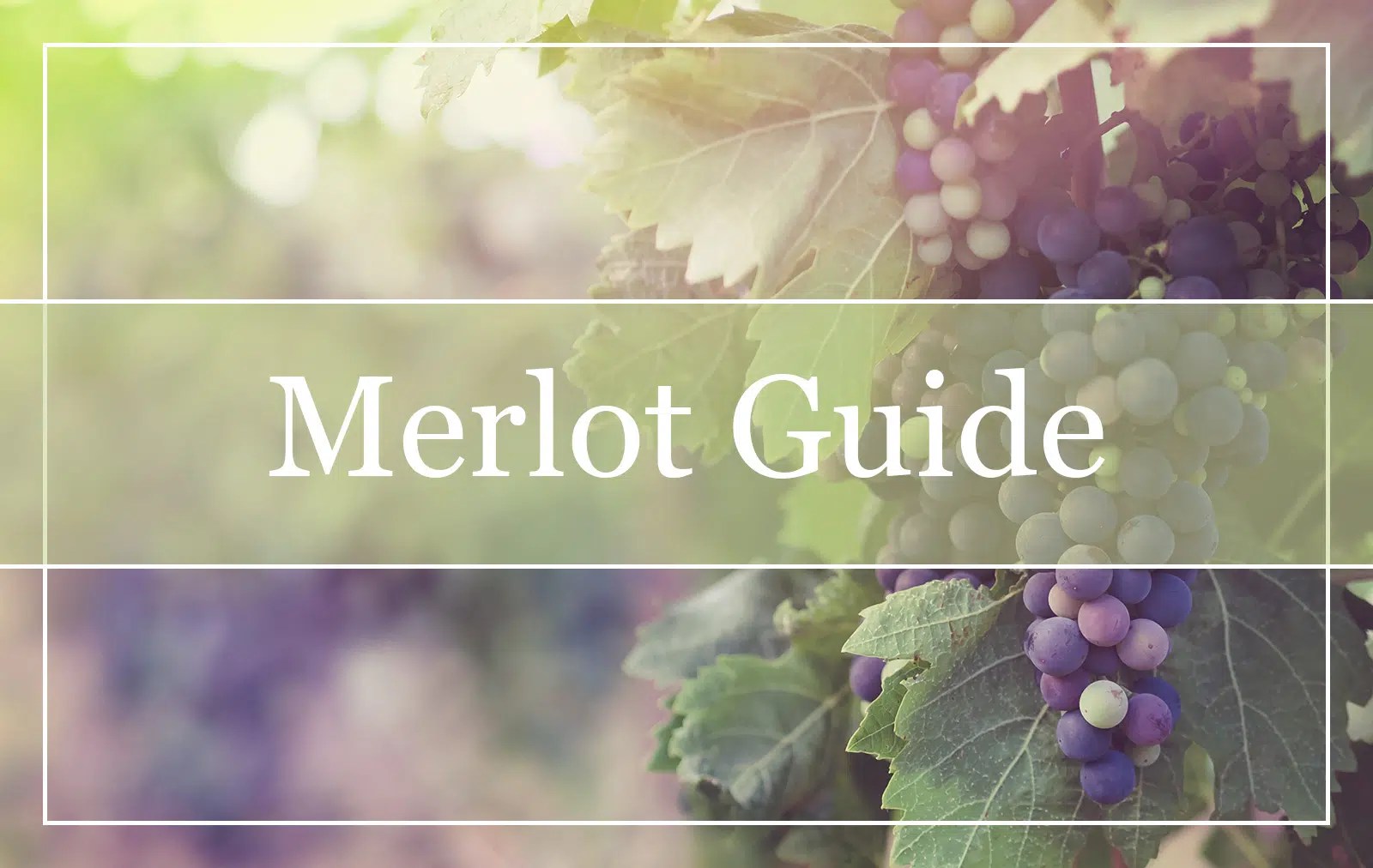 What is Merlot Wine? All You Need to Know to WinePros!