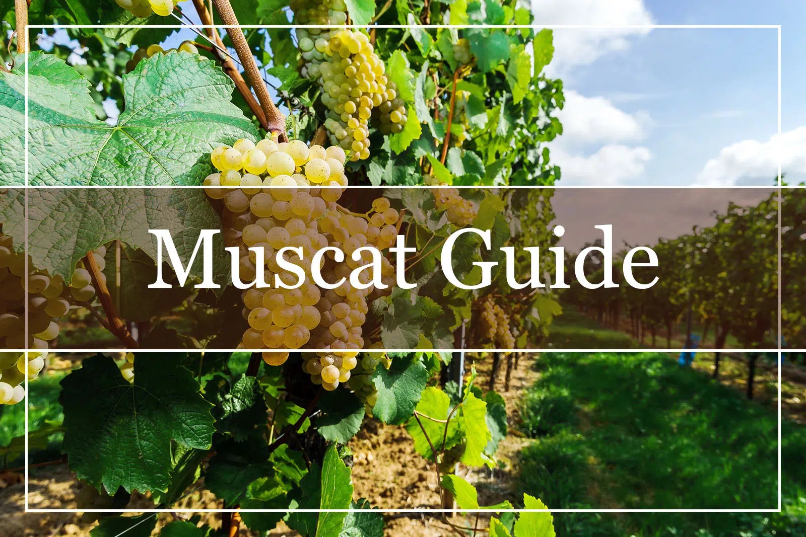 Your Complete Muscat Wine Guide WinePros