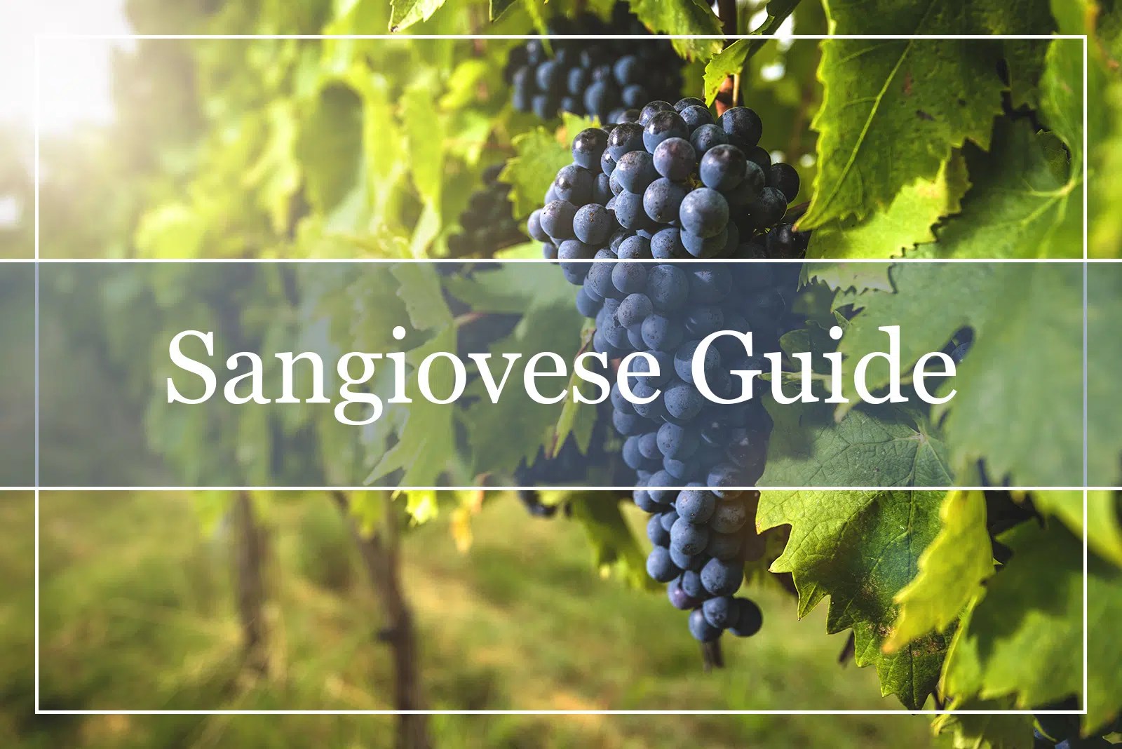 Your Complete Sangiovese Wine Guide WinePros