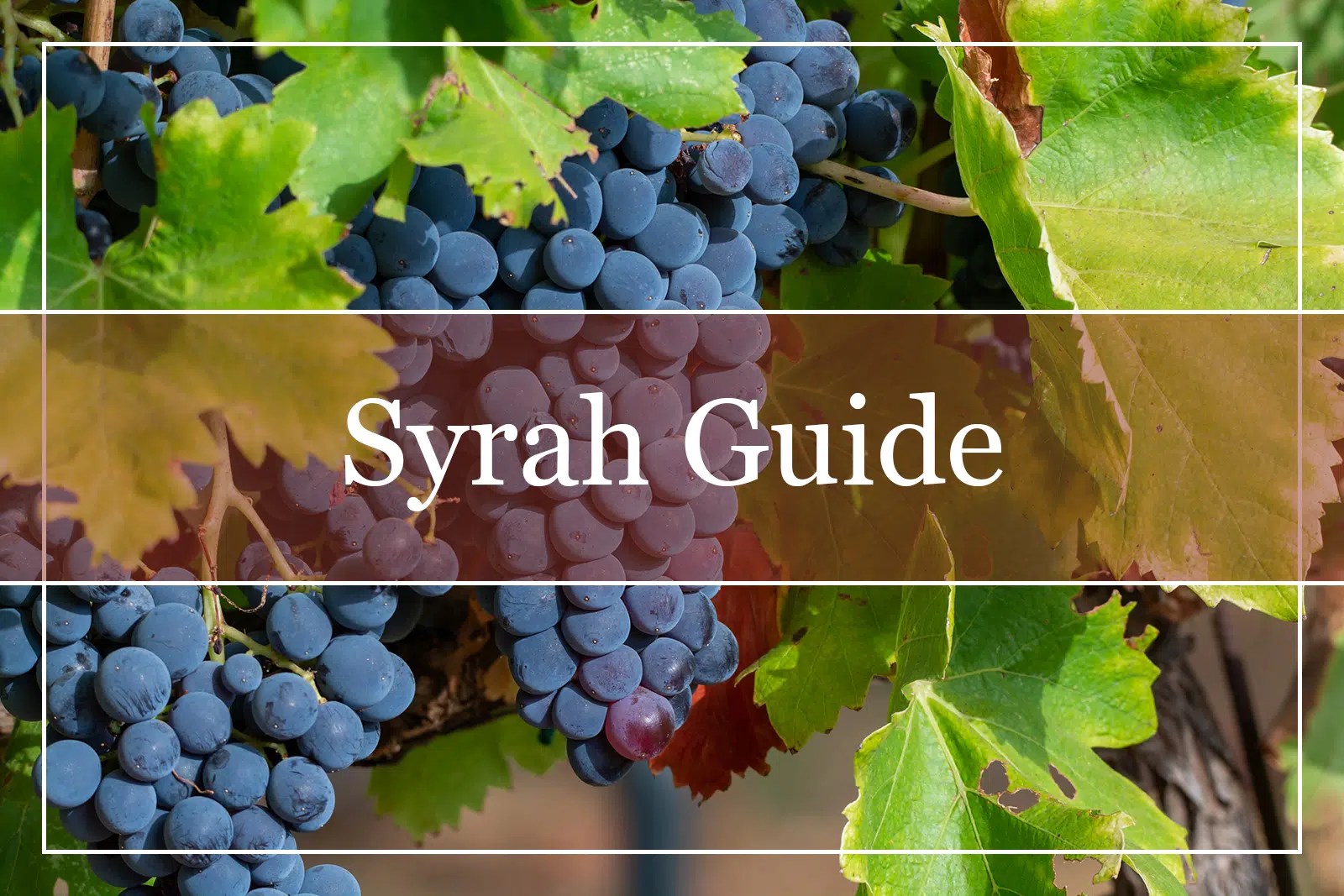 Your Essential Guide to Syrah Wine WinePros