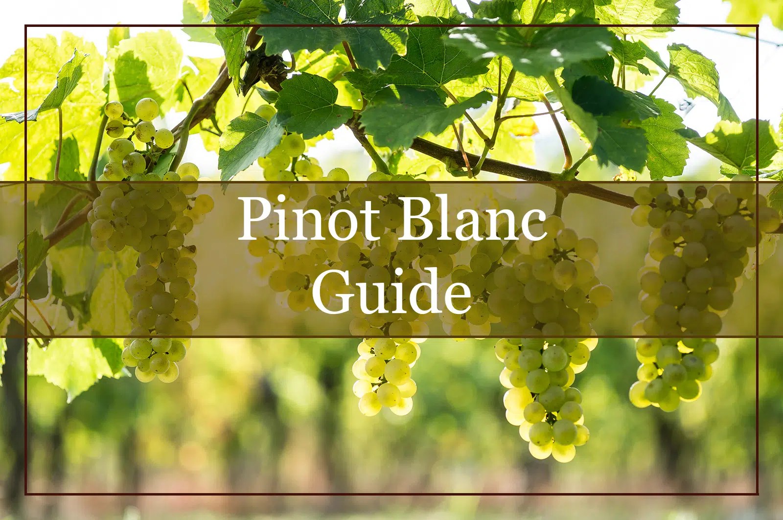 Your Essential Guide to Pinot Blanc Wine to WinePros!