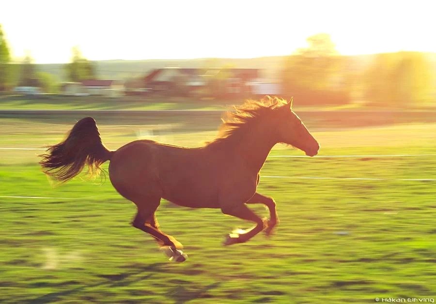 Where is Barn in Horse Valley? Winners Wire
