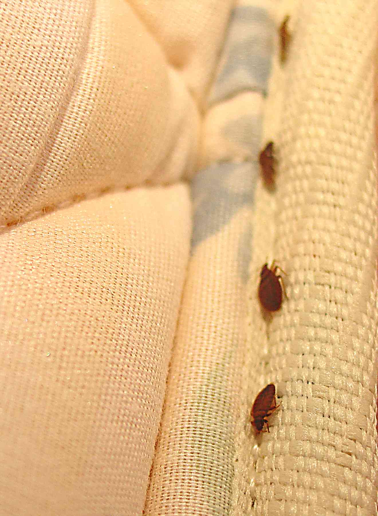 Winnipeg Bed Bug Heating Winnipeg Bed Bug Heating is Sleep Tight